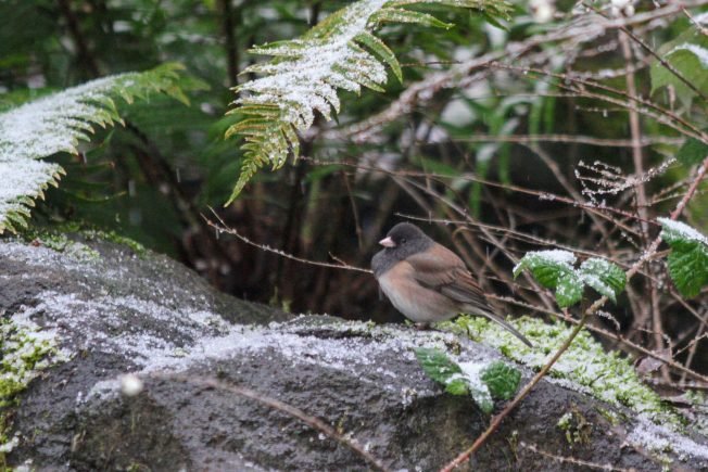 SNOWBIRDS & MORE: 7 new views of West Seattle birds