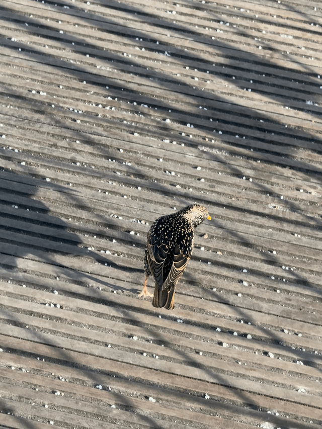 What species of bird is this?