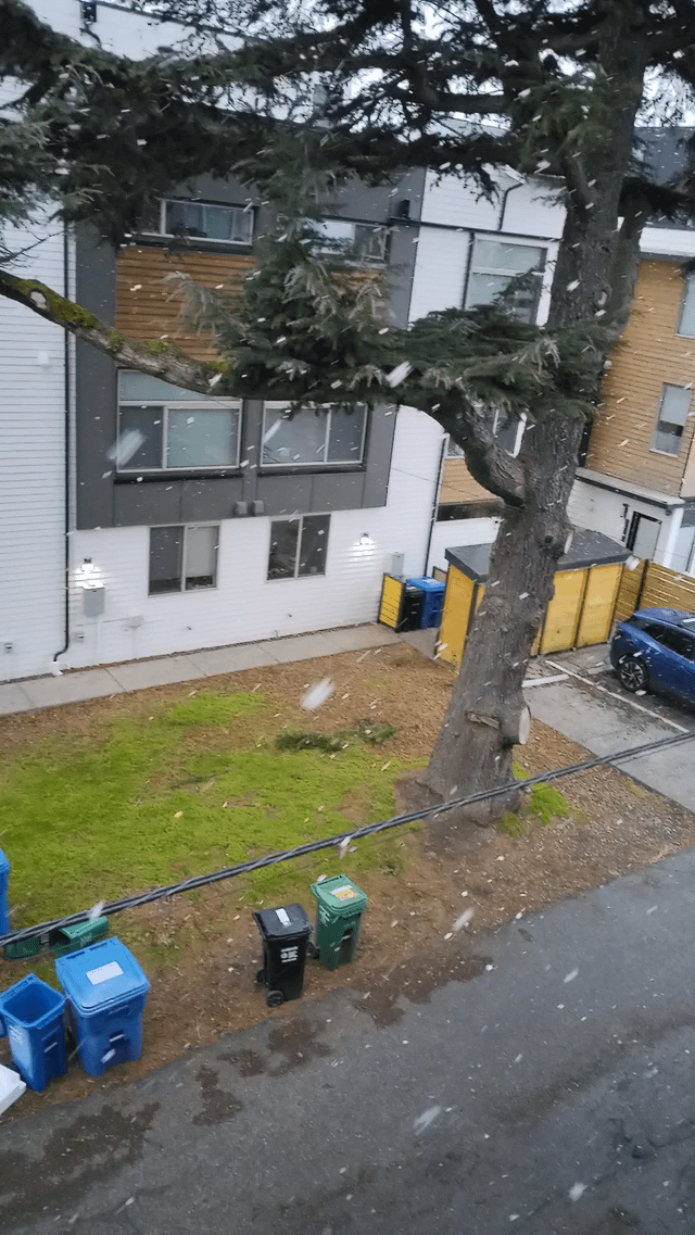 It’s snowing in Ballard 🌨️☺️