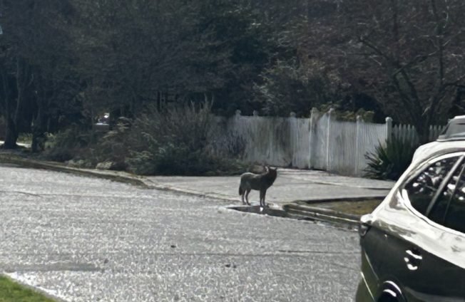 WEST SEATTLE COYOTES: Midday sighting