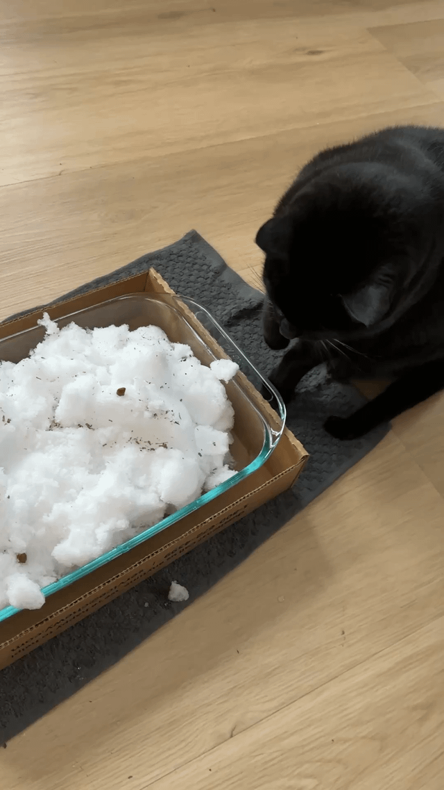 Even indoor cats deserve a snow day