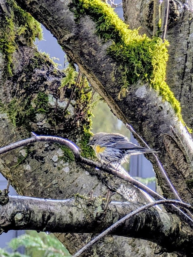 Today’s erratic weather made for great backyard birding. Caught this yellow-rumped warbler trying to dry off in a sun break between downpours. Fauntleroy neighborhood of West Seattle, near Lincoln Park.