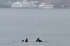 An orca calf was among the visitors today in Elliott Bay.