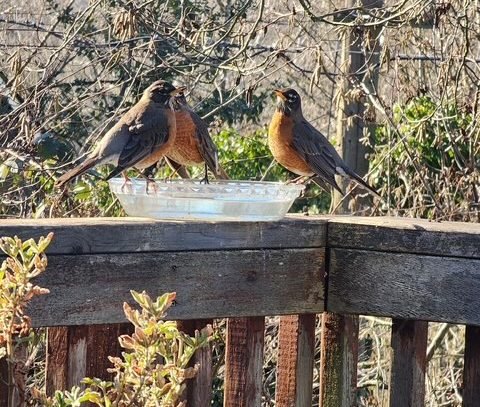WEST SEATTLE WEATHER: One easy way to keep birds from being frozen out of water access