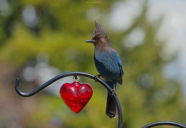 WEST SEATTLE VALENTINE’S DAY: 2 heart-y photos