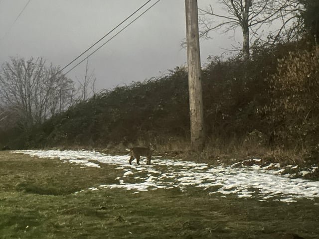 Bobcat spotted in Renton!
