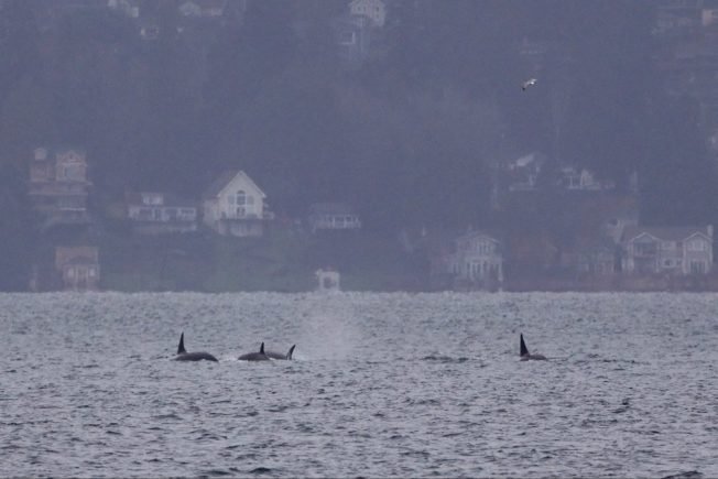PHOTOS: Holiday orca sighting from West Seattle