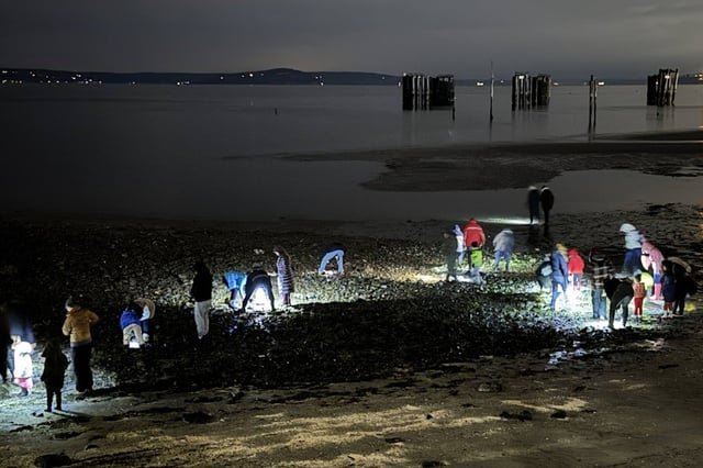 A different kind of winter fun: tidepooling at night on Puget Sound