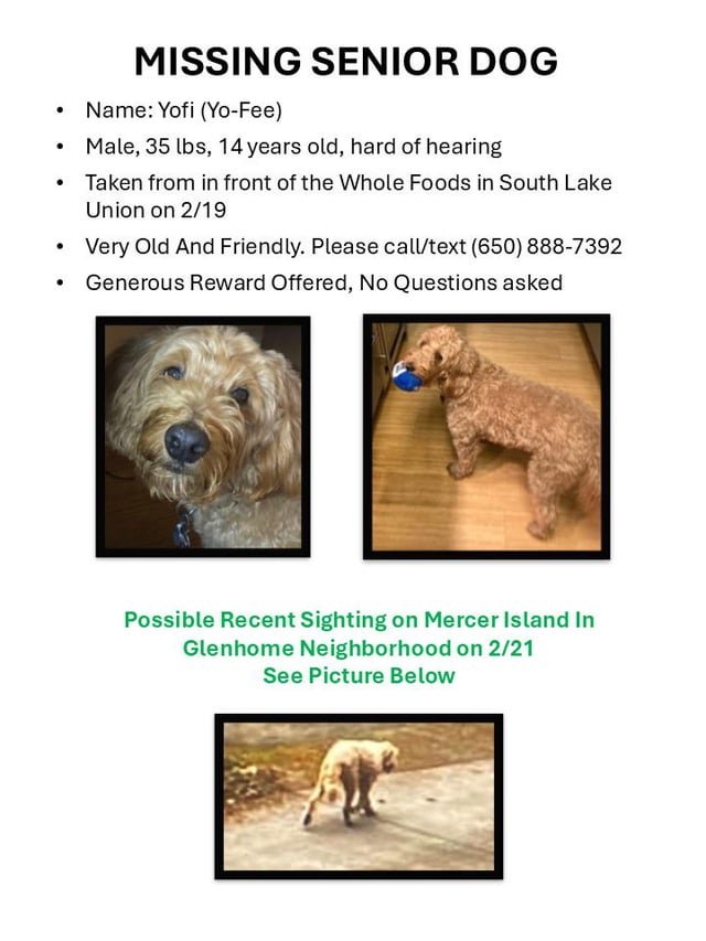 Missing golden doodle