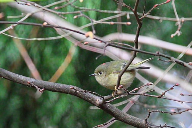 I’m keeping myself sane by taking more bird photos. And buying a new secondhand lens because does money even matter anymore? Anyway, here’s a ruby-crowned kinglet in Lincoln Park today.