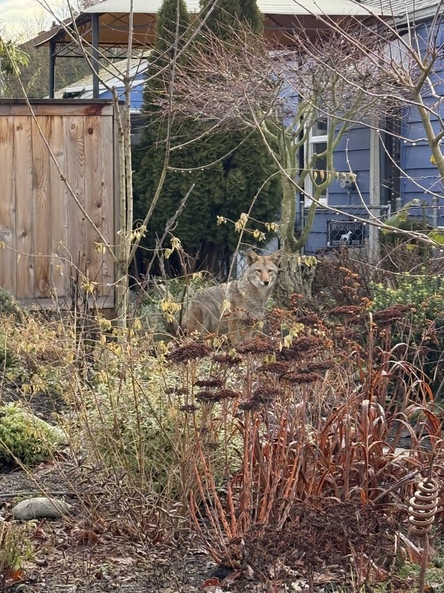 PSA to folks in Loyal Heights and Olympic Manor area. I just encountered this beautiful Coyote in front of my house. If you have cats and little dogs, please be aware.