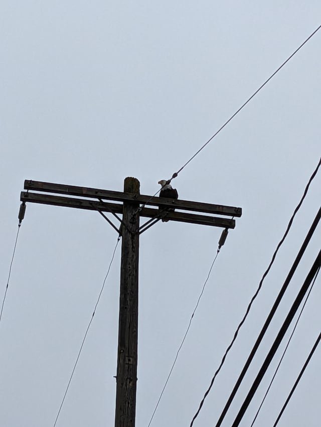 Okay who lost their Eagle?