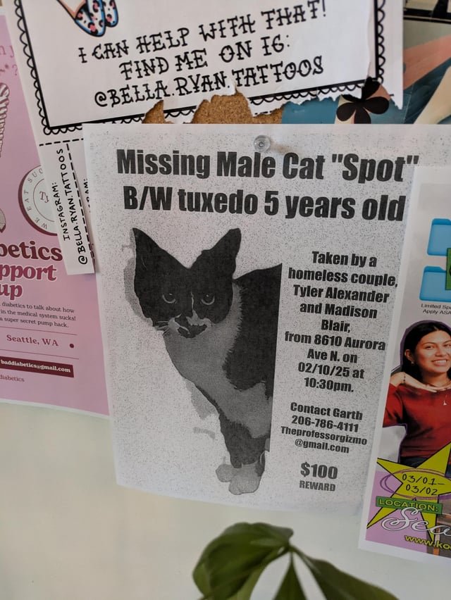 Stolen Cat, “Spot”, hoping the owners get him back 🙏🏻