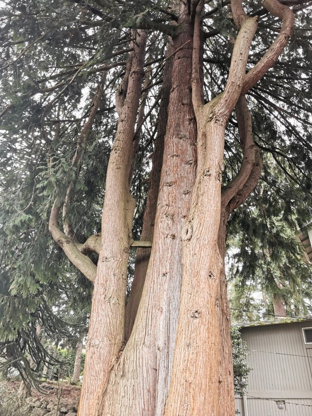 This absolute unit (W Seattle)