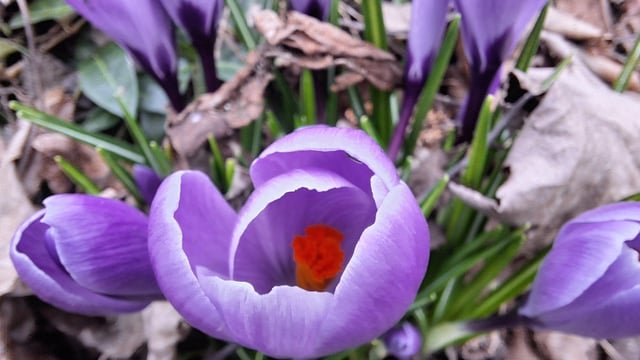 False Spring might be over but…