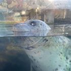 RIP Barney. Here are some pictures I have of him!