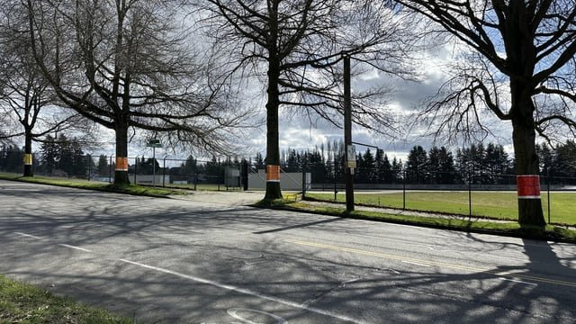 What’s going on here? Trees wrapped at Roosevelt Resevoir