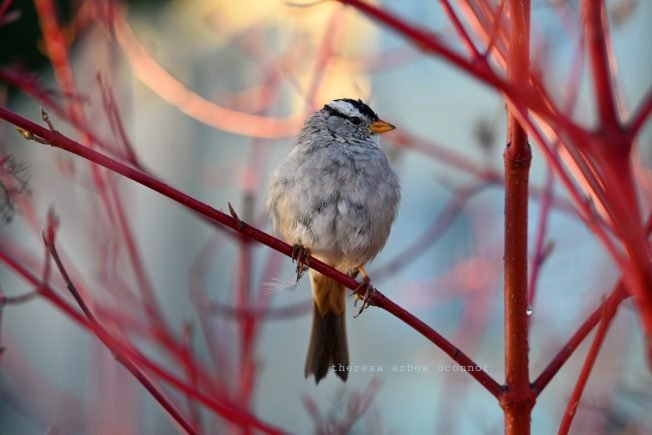 Alki Community Council, 3010 Avalon design review, art & food in White Center/South Delridge, more for your Thursday