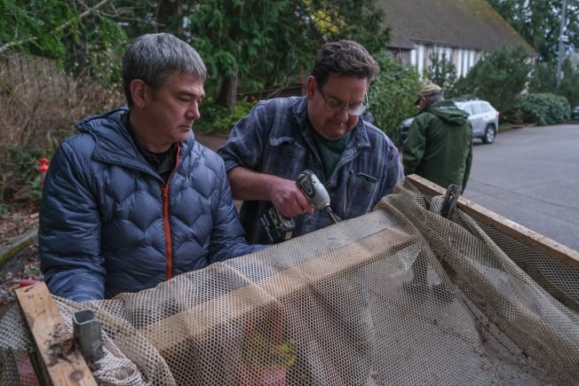Fauntleroy Creek volunteers place traps, start counting coho headed for salt water