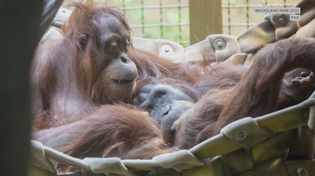 Woodland Park Zoo keeper hospitalized after orangutan bite