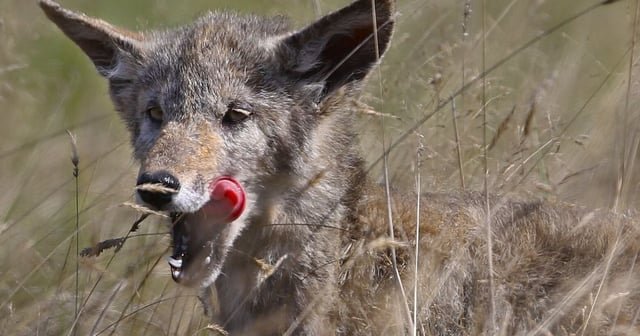 Coyote killed after 5 attacks in Bellevue; another escapes