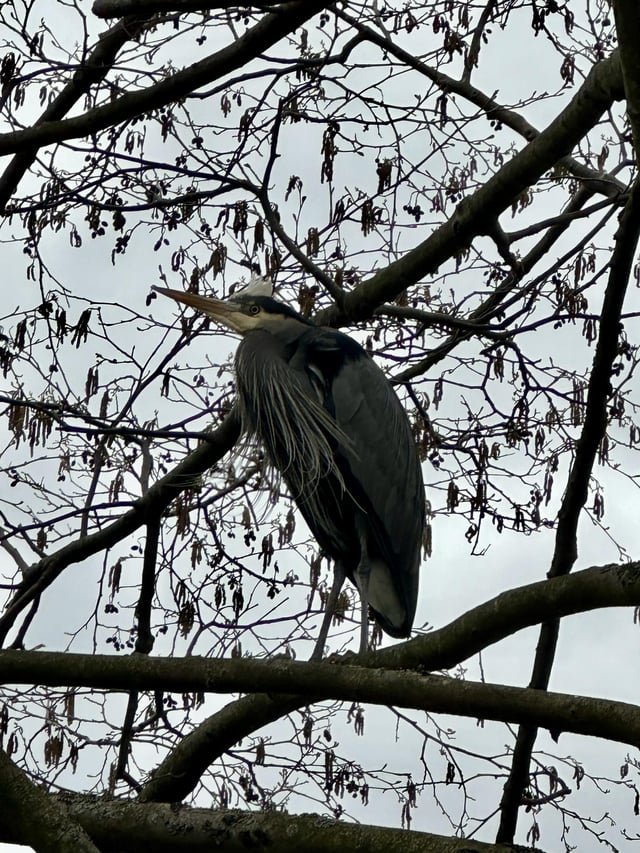 Heron in a tree at Discovery Park