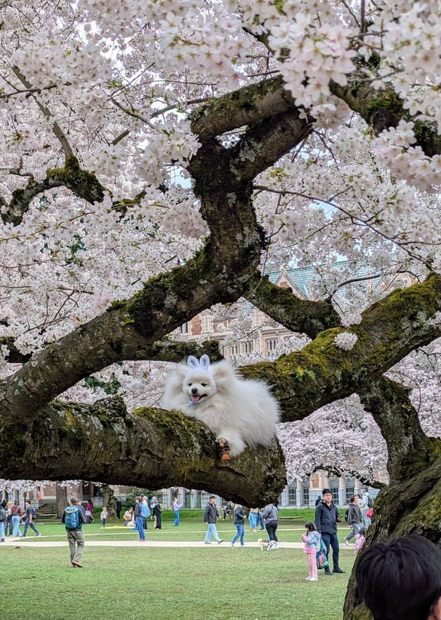 Peak Bloom at UW Quad and this dog stole the show!