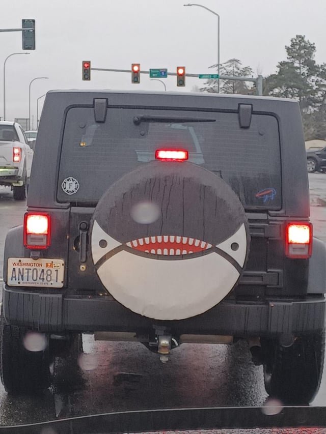 I Too Spotted An Orca in the Wild Today.