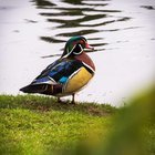 The male wood duck is a walking acid-trip that is relatively common in the PNW (OC)