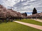 Cherry Trees at UW