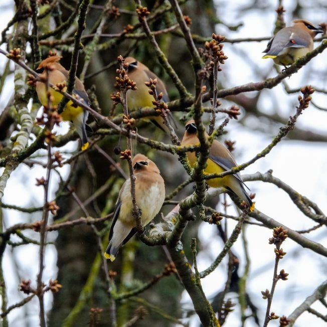WEST SEATTLE BIRDS: New video and photos