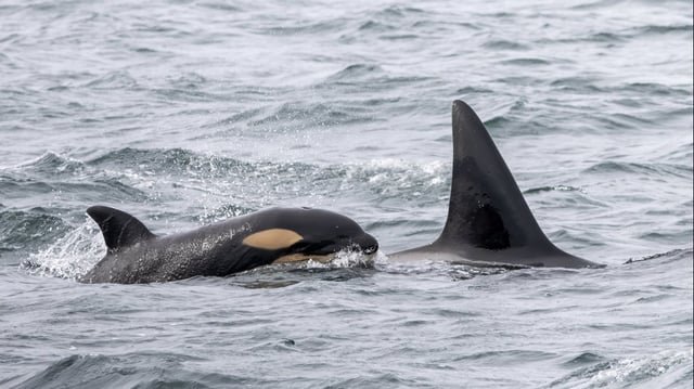 New orca calf born to descendant of whale previously captured by SeaWorld