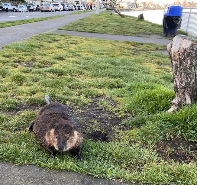 YMCA fund kickoff dinner, Classic SF Book Club, more for your West Seattle Wednesday – plus the Alki Beaver reappears