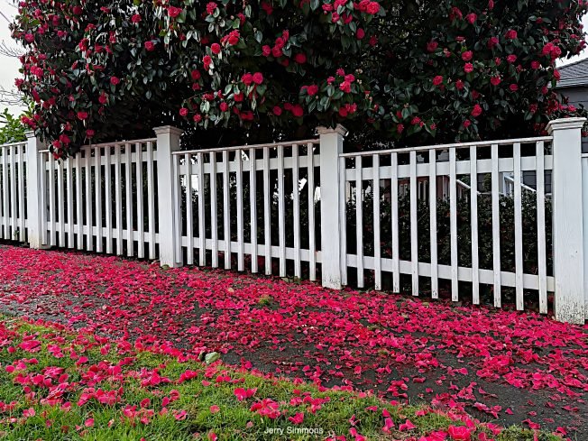 Spring sunset watch, Day of Forests walk, music, more for your West Seattle Friday