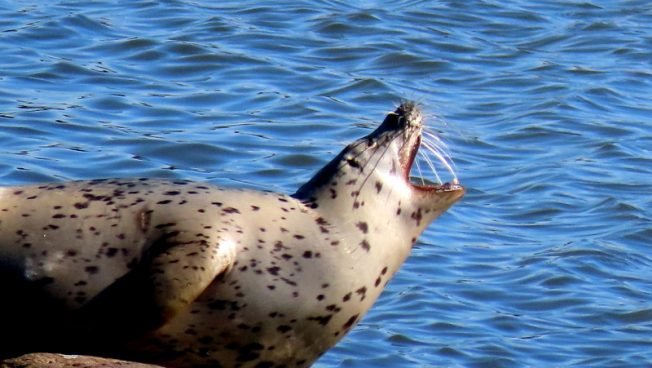 West Seattle Community Orchestras concert, Big Band Dinner Dance, Rainbow Girls, Space Needle lasers, sports, more for your Friday