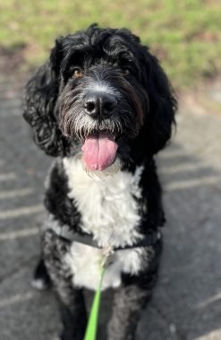 Remembering Georgia the Wonder Dog, 2020-2024