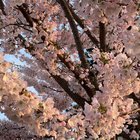 Cherry Blossoms- #notUW
