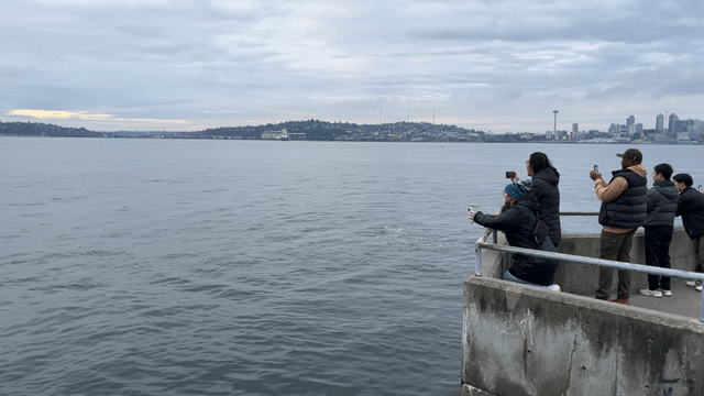 We had an amazing close encounter with orcas at the north end of West Seattle yesterday. (2min video)