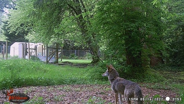“It’s the third coyote attack in the general area in just over two months.”