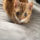 Lost: Orange cat named Cat in Ballard/West Woodland