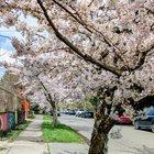 Cherry blossoms in my hood 🌸