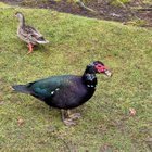 Saw this duck at Gene Coulon Park Last Month