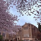 I’m never leaving Seattle 🌸