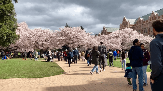 UW was lit today 🌸🌸🌸