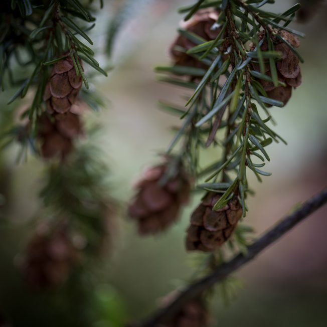 Irish food, dance, and music for St. Patrick’s Day, and other West Seattle Monday highlights