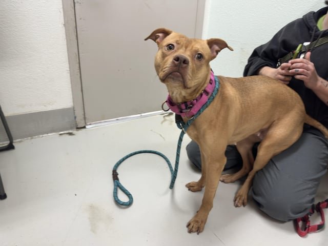 Anyone recognize this dog? Abandoned at my shelter today