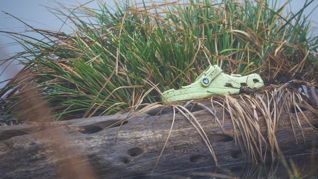 Out on a foggy sunrise walk at Union bay and spotted a croc resting bayside on a log