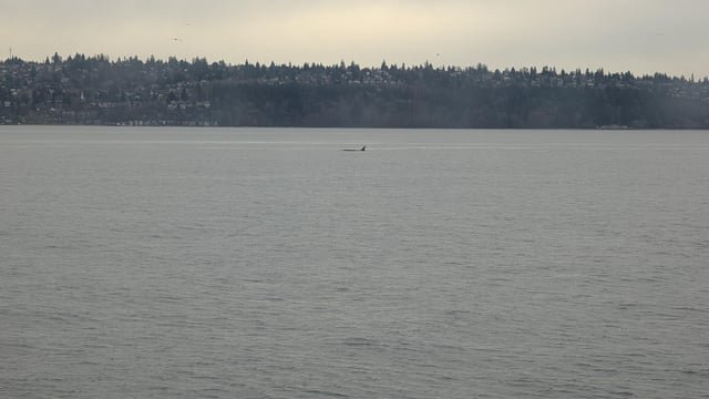 Orcas from the southworth fast ferry