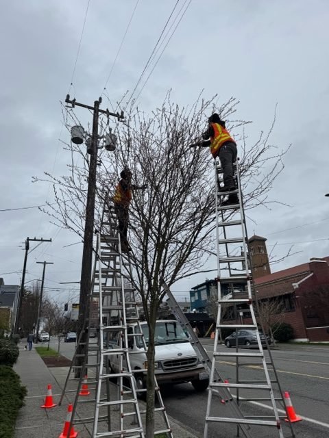 WEST SEATTLE SCENE: Junction tree-lighting expansion installation