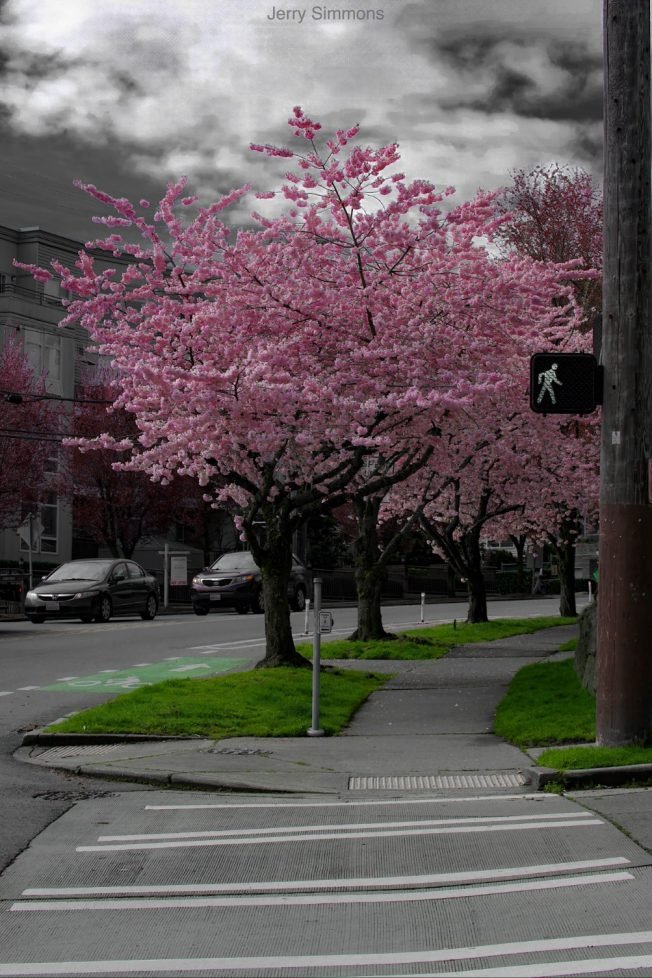 Alki Elementary Makers’ Market, Tikipalooza, benefit dinner for Guatemala volunteers, more for your West Seattle Friday